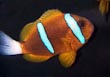 Bluestripe Clownfish